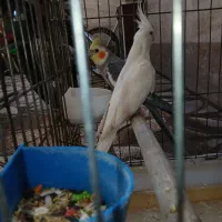 عروس هلندی جفت