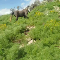 اسب