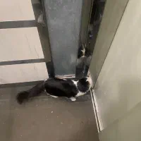 گربه پیدا شده|حیوانات|تبریز, |دیوار