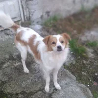 سگ شیتزو قیمت توافقی