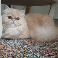 پرشین بریتیش ماده