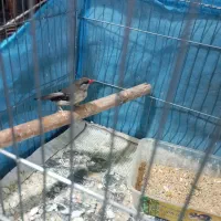 فنچ توت فرنگی