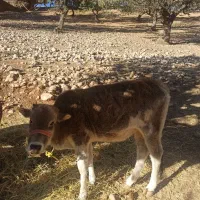 گاو|حیوانات مزرعه|لوداب, |دیوار