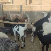 بز داشتی دورگ سانن و پاکستانی|حیوانات مزرعه|نوبندگان, |دیوار