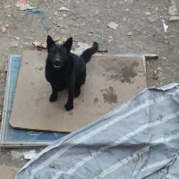 ژرمن ورک بلک نر 9ماهه