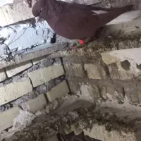 اشعل  سرخ سیاه