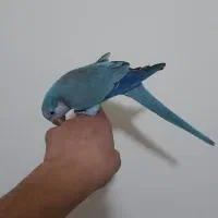 طوطی راهب|پرنده|ارومیه, |دیوار