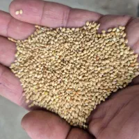 ارزن ایرانی