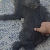 واگذاری فوری