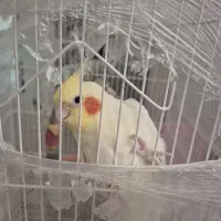 عروس هلندی|پرنده|بندرعباس, |دیوار