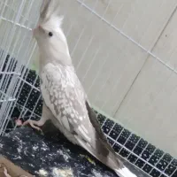 عروس هلندی|پرنده|مشهد, سجادیه|دیوار