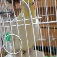 سرو صدا نمی کند اما نمیدونم نر یا ماده