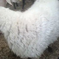 بز تروشت بایک پلات