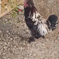 خروس سلطان