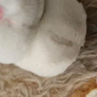 پاپوش خرگوشی بچگانه|کفش و لباس بچه|اصفهان, باغ نگاره|دیوار