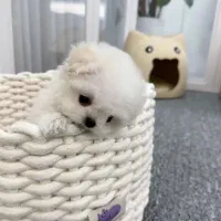 مالتیپو عروسکی