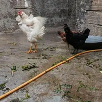 مرغ خروس گلین اصیل