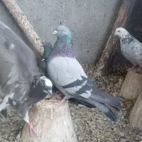 کبوترپرپریده آسمانی