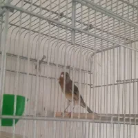 سهره قناری مست بخون