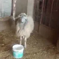 شیشک سوز محله اصل ابستن