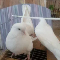 کبوتر سفید پرشی