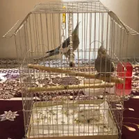 عروس هلندی