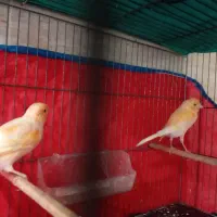 قناری پرتغالی برادر و خواهر|پرنده|رشت, علی آباد|دیوار