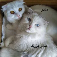 گربه نر میکس|گربه|رشت, فلسطین|دیوار