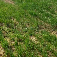 زمین زراعی استیجاری|اجارهٔ دفتر صنعتی، کشاورزی، تجاری|اهواز, غیزانیه|دیوار