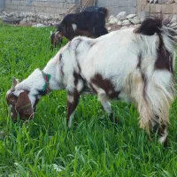 تعدادی بز نژاد دار فروش تا فردا فقط