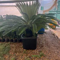 سیکاس
