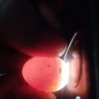 تخم راهب آبی بلو اسکای . آبی سفید نطفه دار