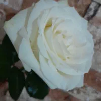 خدمات و نظافت