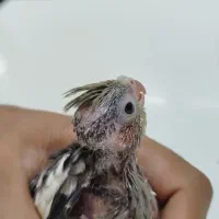 جوجه عروس هلندی سرلاکی