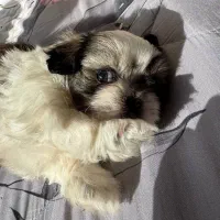 سگ شیتزو سوپرفلت|سگ|مشهد, ویلاشهر|دیوار