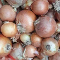 پیاز زرگان طلایی درجه یک