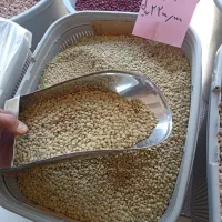 عدس ایرانی سبز اعلا «کالابرگ»