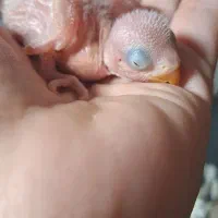 جوجه کوتوله برزیلی سرلاکی