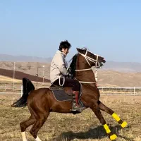 اسب دره شور|اسب و تجهیزات اسب‌سواری|تبریز, |دیوار