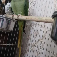 شاه طوطی|پرنده|رشت, رودباری|دیوار