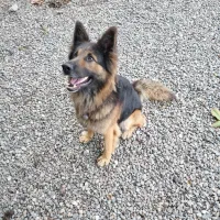 توله سگ ژرمن|سگ|اصلاندوز, |دیوار