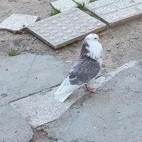 کفتر قورگی نر قلدور پرشی  ملاقی