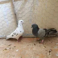 کبوتر ۵ تا 1200