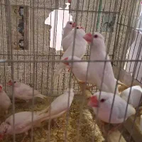 فنج نرگسی کرم لایت چشم قرمز جفت یک میلیون و هشتصد|پرنده|بندرعباس, |دیوار