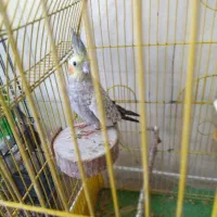 پرنده عروس هلندی|پرنده|ری, علایین|دیوار