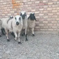 فروش فوری تعدادی گوسفند آبست و بره نر جاق