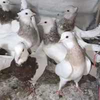 کفترطوقی|پرنده|مشکین‌دشت, |دیوار