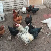 مرغ و خروس|حیوانات مزرعه|مه ولات, |دیوار