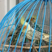 عروس هلندی|پرنده|چغادک, |دیوار