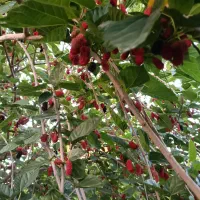 فروش-زمین-باغ